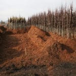 Best Practices for Ensuring Success with Bare Root Stock