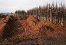 Best Practices for Ensuring Success with Bare Root Stock