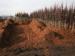 Best Practices for Ensuring Success with Bare Root Stock