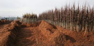 Best Practices for Ensuring Success with Bare Root Stock