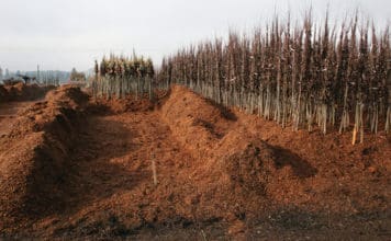 Best Practices for Ensuring Success with Bare Root Stock