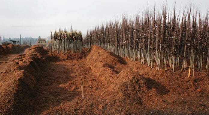 Best Practices for Ensuring Success with Bare Root Stock