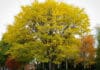 The Best Substitutes for Popular Trees