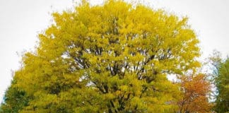 The Best Substitutes for Popular Trees