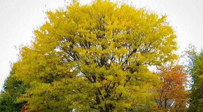 The Best Substitutes for Popular Trees