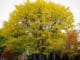 The Best Substitutes for Popular Trees