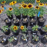 Pre-Emergent Herbicides for Container-Grown Ornamentals