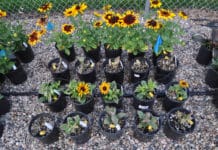 Pre-Emergent Herbicides for Container-Grown Ornamentals