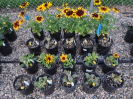 Pre-Emergent Herbicides for Container-Grown Ornamentals