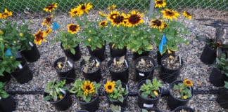 Pre-Emergent Herbicides for Container-Grown Ornamentals