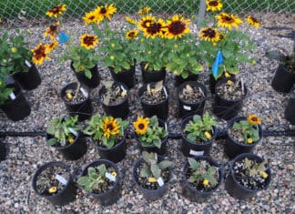 Pre-Emergent Herbicides for Container-Grown Ornamentals