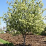 Plant Select® Introductions & Top Performers from the Past