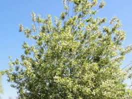 Plant Select® Introductions & Top Performers from the Past