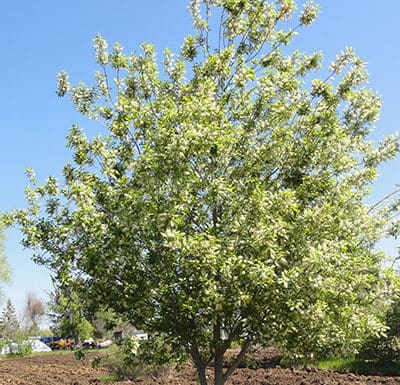 Plant Select® Introductions & Top Performers from the Past