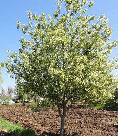 Plant Select® Introductions & Top Performers from the Past