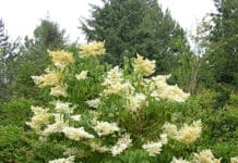 Some Superior Woody Plants to Consider for 2018