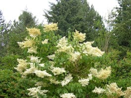 Some Superior Woody Plants to Consider for 2018