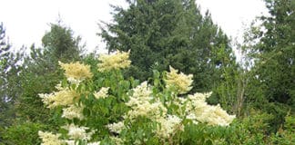 Some Superior Woody Plants to Consider for 2018