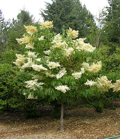 Some Superior Woody Plants to Consider for 2018