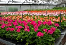 Creating Colorful Backdrops for Park Activities