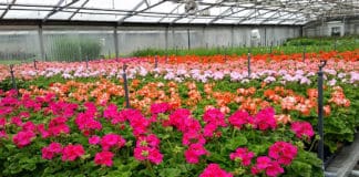 Creating Colorful Backdrops for Park Activities