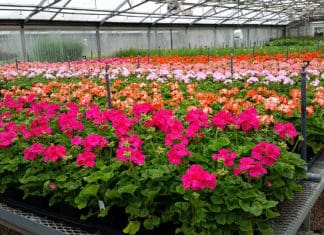 Creating Colorful Backdrops for Park Activities