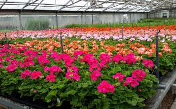 Creating Colorful Backdrops for Park Activities