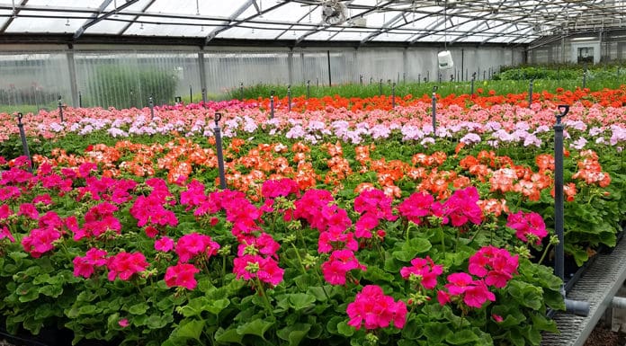 Creating Colorful Backdrops for Park Activities