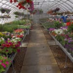 Identifying & Growing the Best Performing Plants
