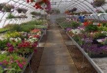 Identifying & Growing the Best Performing Plants