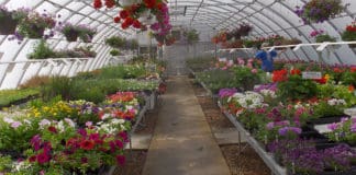 Identifying & Growing the Best Performing Plants