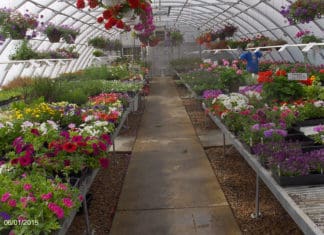 Identifying & Growing the Best Performing Plants