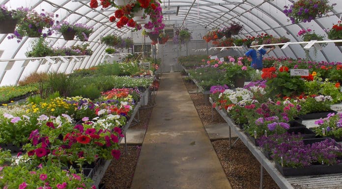 Identifying & Growing the Best Performing Plants