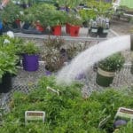 Tips for End-of-the-Season Perennial Care – Retailer
