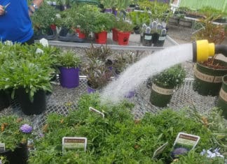 Tips for End-of-the-Season Perennial Care – Retailer