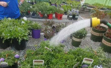 Tips for End-of-the-Season Perennial Care – Retailer