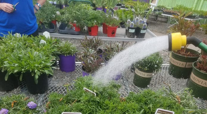 Tips for End-of-the-Season Perennial Care – Retailer