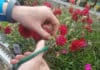Tips for End-of-the-Season Perennial Care – Wholesale Grower