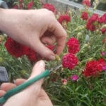 Tips for End-of-the-Season Perennial Care – Wholesale Grower