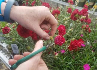 Tips for End-of-the-Season Perennial Care – Wholesale Grower