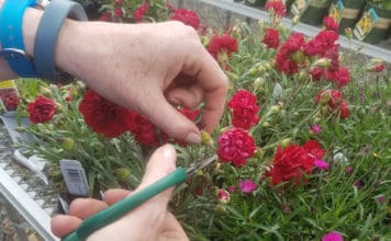 Tips for End-of-the-Season Perennial Care – Wholesale Grower