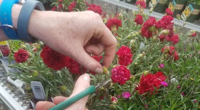 Tips for End-of-the-Season Perennial Care – Wholesale Grower