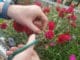 Tips for End-of-the-Season Perennial Care – Wholesale Grower