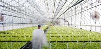 Good Things Come to Those Who Don’t Wait