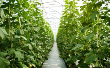 Our Industry’s Future Part 2: Rediscovering the Rewards