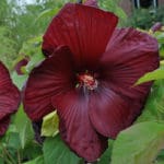 Superior Herbaceous Perennials from Colorado State University