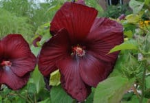 Superior Herbaceous Perennials from Colorado State University