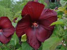 Superior Herbaceous Perennials from Colorado State University