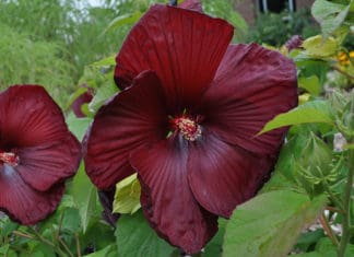 Superior Herbaceous Perennials from Colorado State University