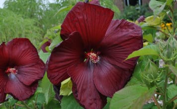 Superior Herbaceous Perennials from Colorado State University